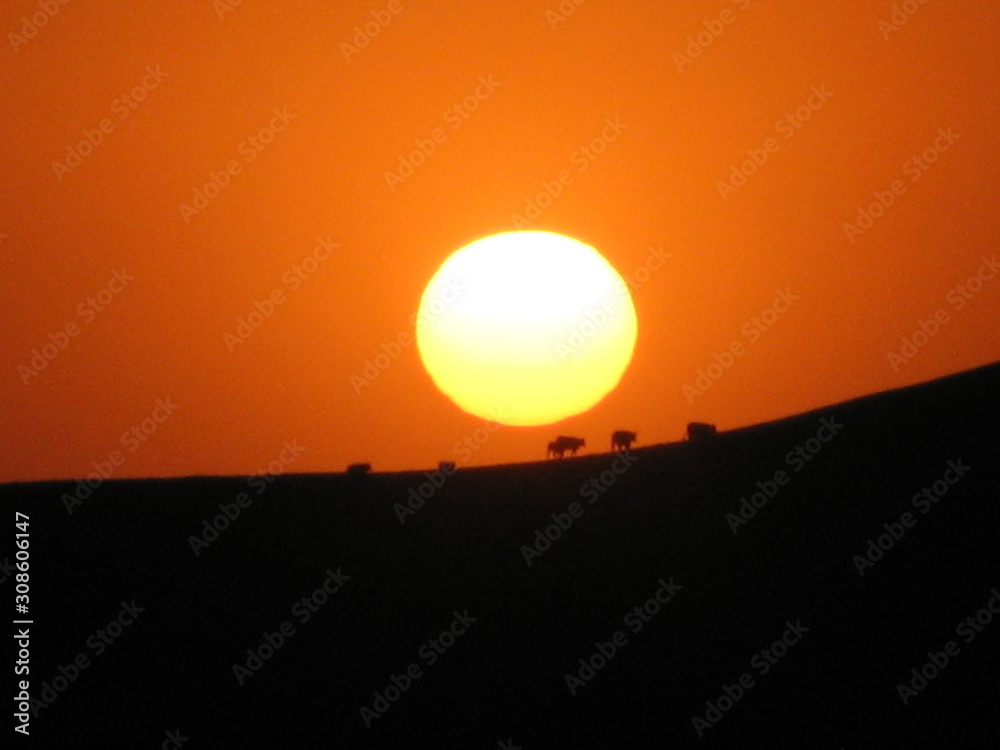 Rinder Herde läuft über den Bergrücken genau durch die untergehende Sonne in Kalifornien USA 