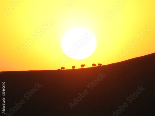 Rinder Herde l  uft   ber den Bergr  cken genau durch die untergehende Sonne in Kalifornien USA 