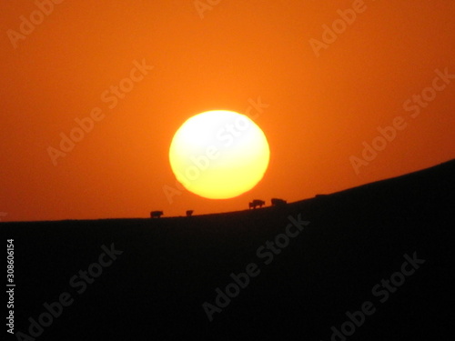 Rinder Herde läuft über den Bergrücken genau durch die untergehende Sonne in Kalifornien USA 