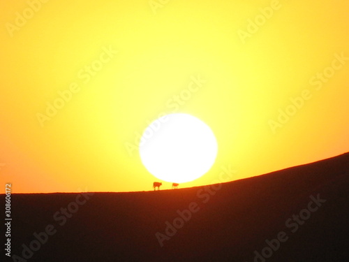 Rinder Herde läuft über den Bergrücken genau durch die untergehende Sonne in Kalifornien USA 