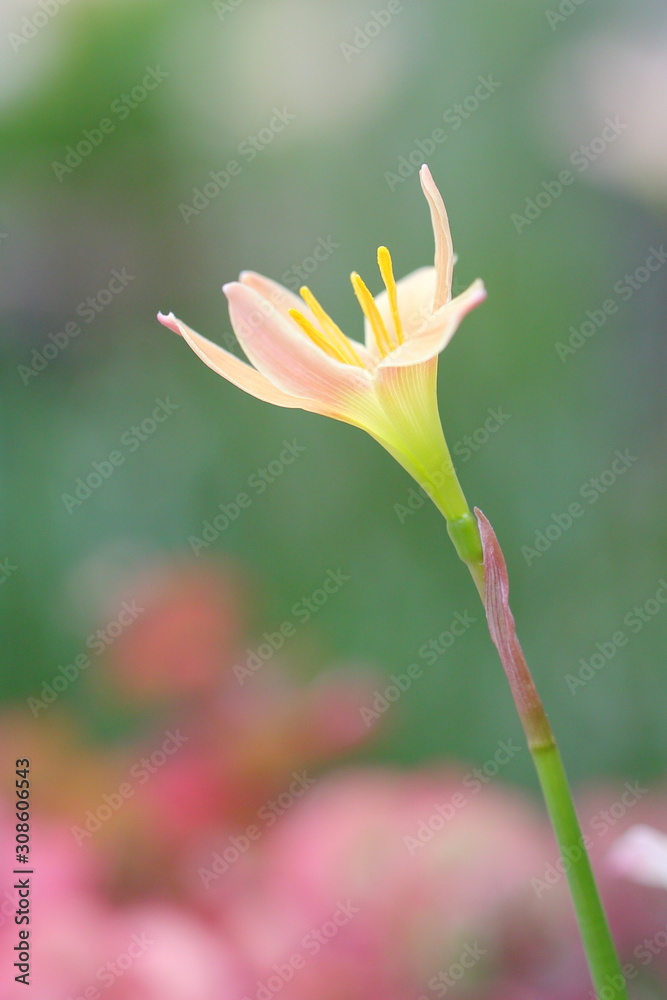 Obraz premium ゼフィランサス