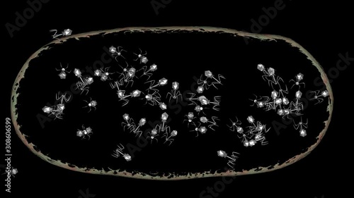 Phage therapy viruses exiting dissolving bacteria .  Bacteriophage leaving infected cell , bacterium. Lytic cycle , cell bursts open , lysis releasing copies of new bacteriophages, 3d animation  photo