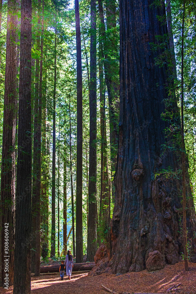 Fototapeta premium Frau mit Kind in den Redwoods