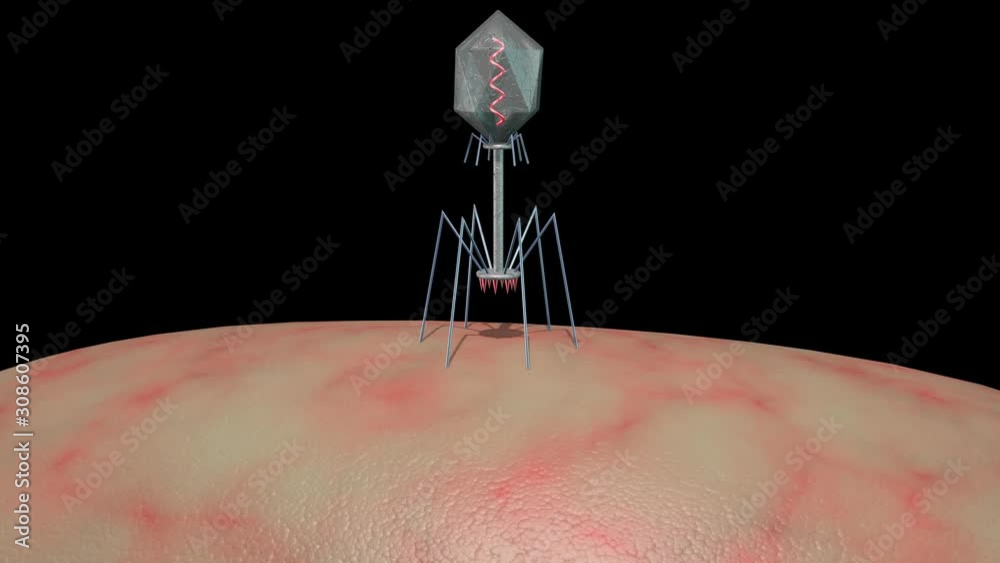 Phage Therapy Virus Landing On Bacteria  Bacteriophage infecting and killing bacteria . Lands on host cell wall injecting DNA , RNA strand into superbug. 3d animation