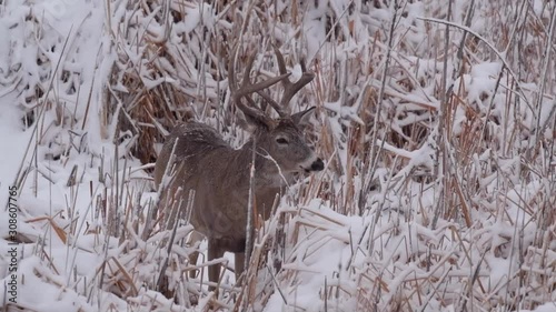 A White-tailed Deer Buck in a Snowstorm