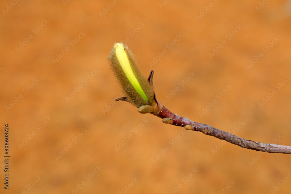 Magnolia flower buds in the field Magnolia flower buds in the field