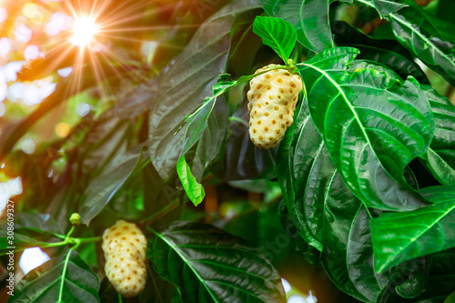 Ripe tropical noni fruits growing on a tree
