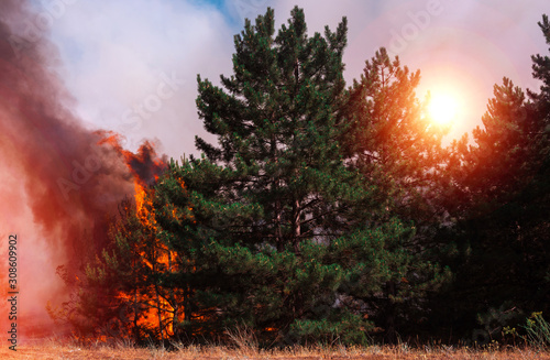  wildfire  burning pine forest .