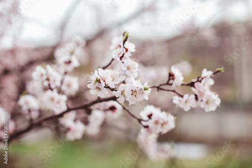 tree blossom