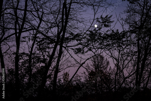 Moonlight through trees