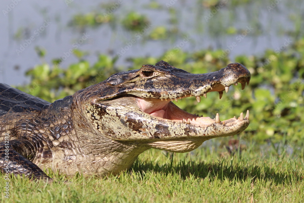 Obraz premium Caiman yacare