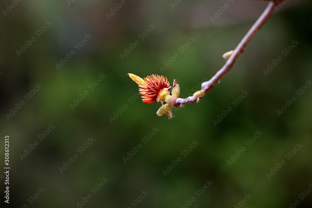 Fototapeta premium Magnolia flower in the wild