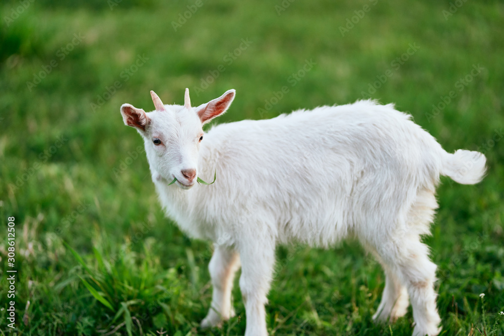 goat on a meadow