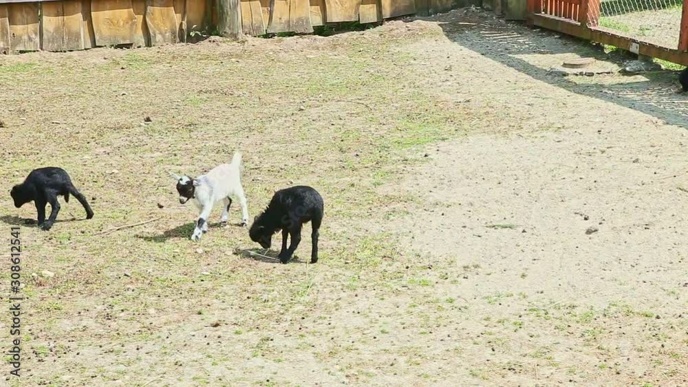 panorama of black and white baby goats play in paddock panorama of black and white baby goats play in paddock