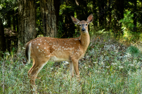 Whitetailed dee fawn in thick forest © Terry