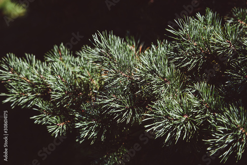 fir branch of a christmas tree