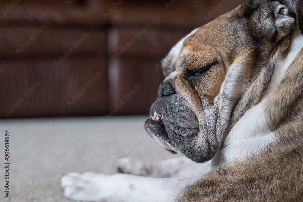 Brindle English Bulldog Funny Face