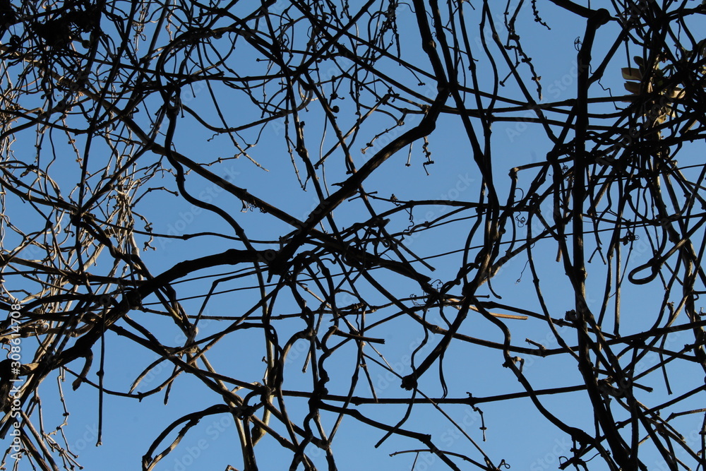 Dry tree pattern. Blue sky Dry tree pattern. Blue sky