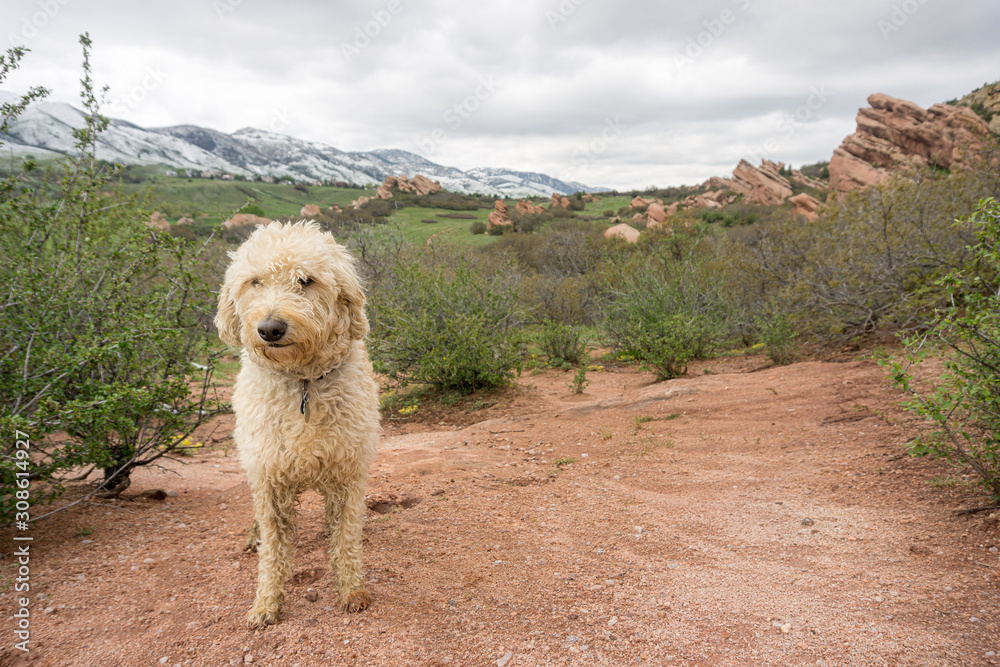 Traildog in South Valley Colorado  #1
