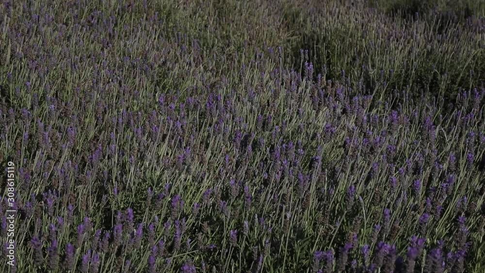 Lavender flowers landscape Lavender flowers landscape
