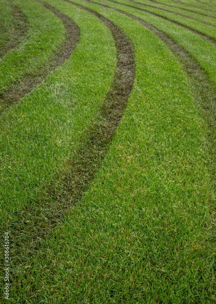 A lawn with mower tracks on it A lawn with mower tracks on it