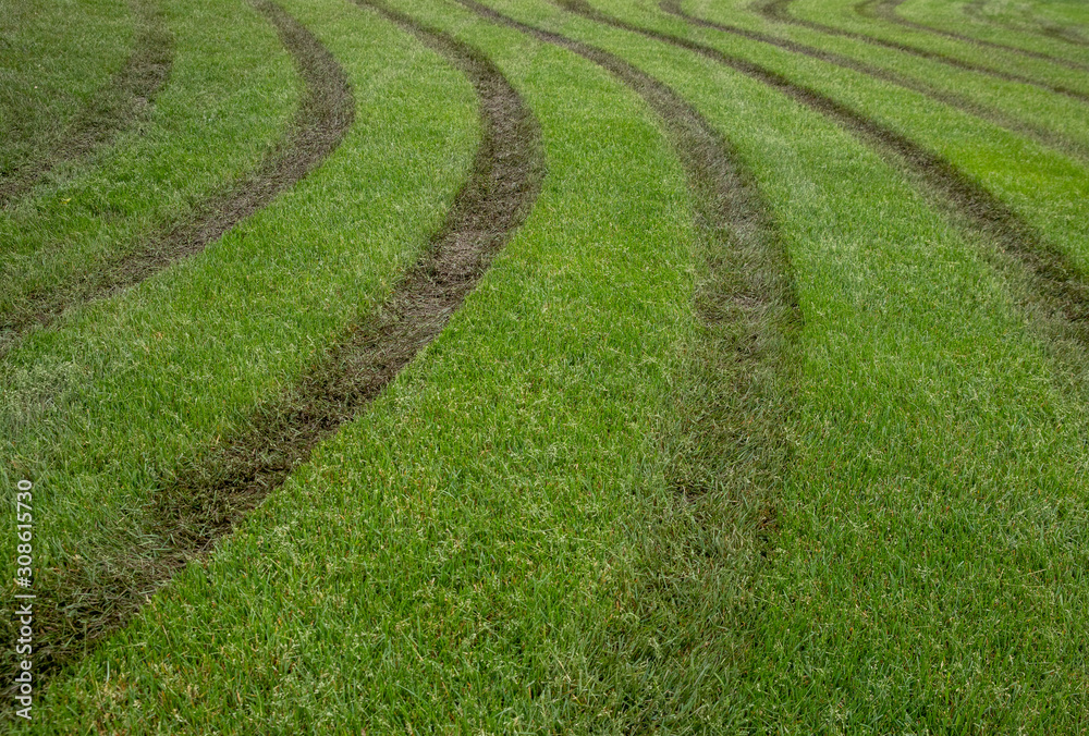 Green grass damaged by a lawn mower Green grass damaged by a lawn mower