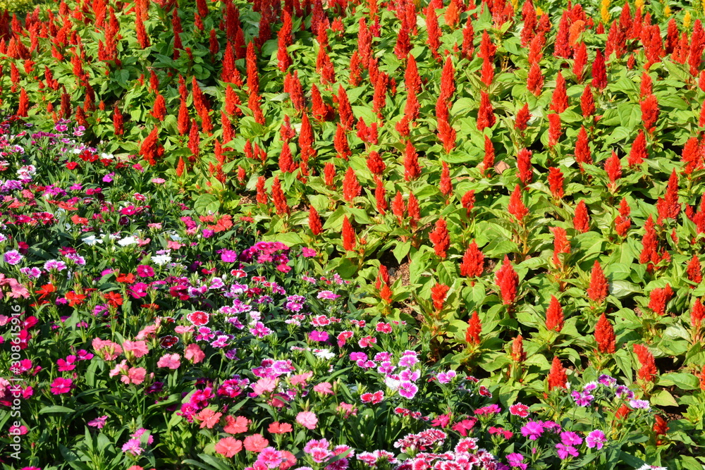 Flowers at a park in Thailand