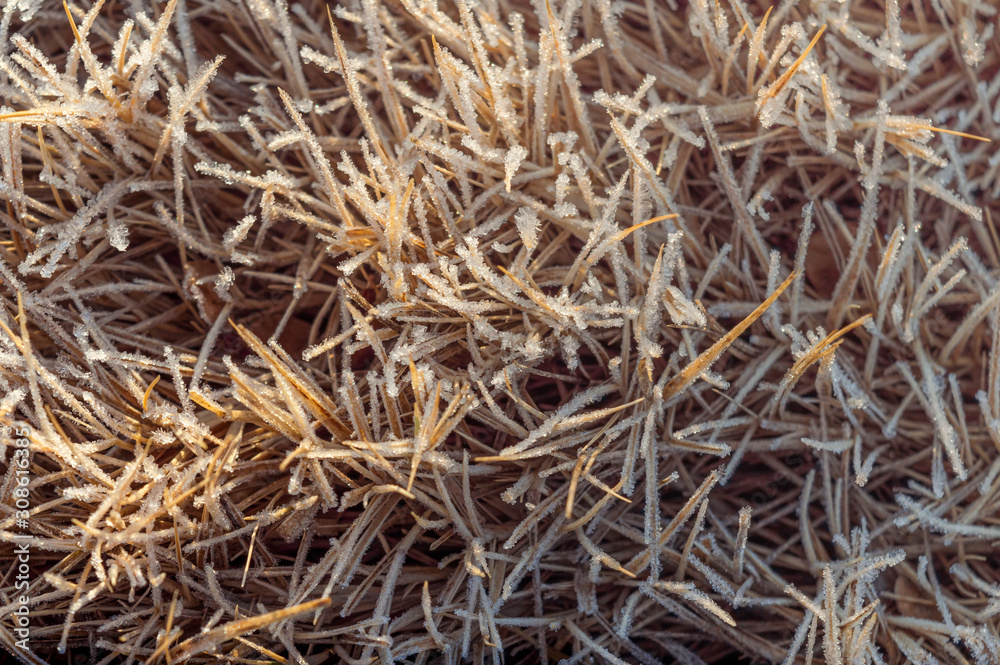 Frozen and dry grass directly above shot Frozen and dry grass directly above shot