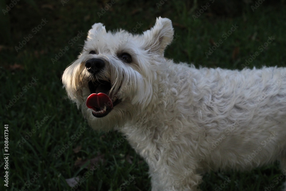 White dog with the tongue outside