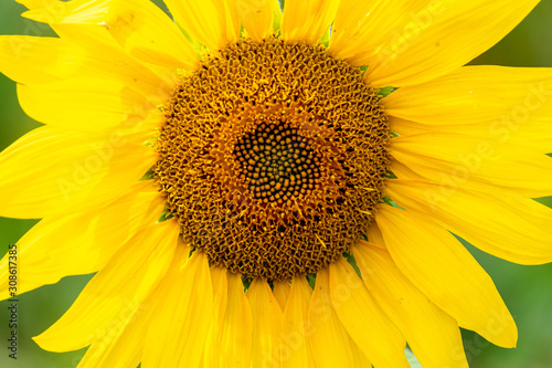 A close up of bright yellow sunflower 