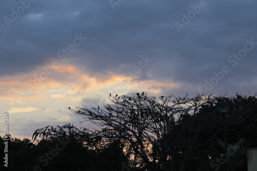 Birds going to sleep on a tree during sunset