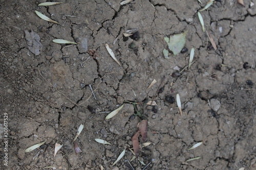 Wallpaper Mural Dry land and ant nests Torontodigital.ca