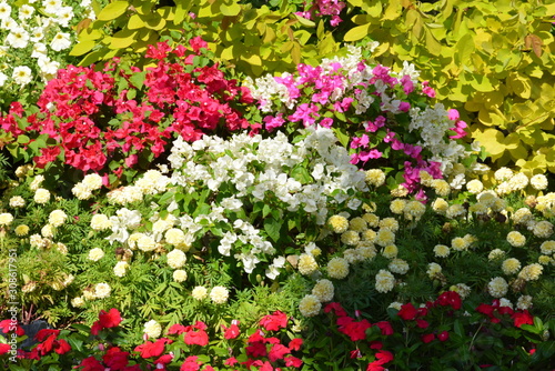 Flowers at a park in Thailand