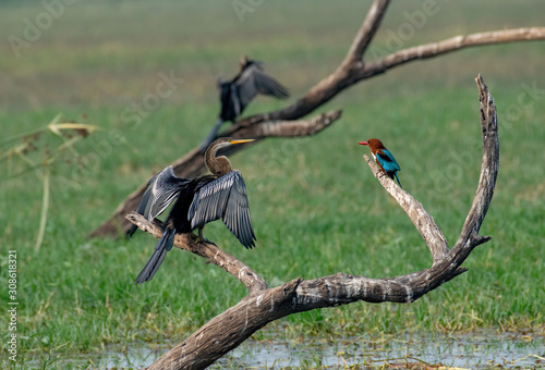 Snake bird and kingfisher