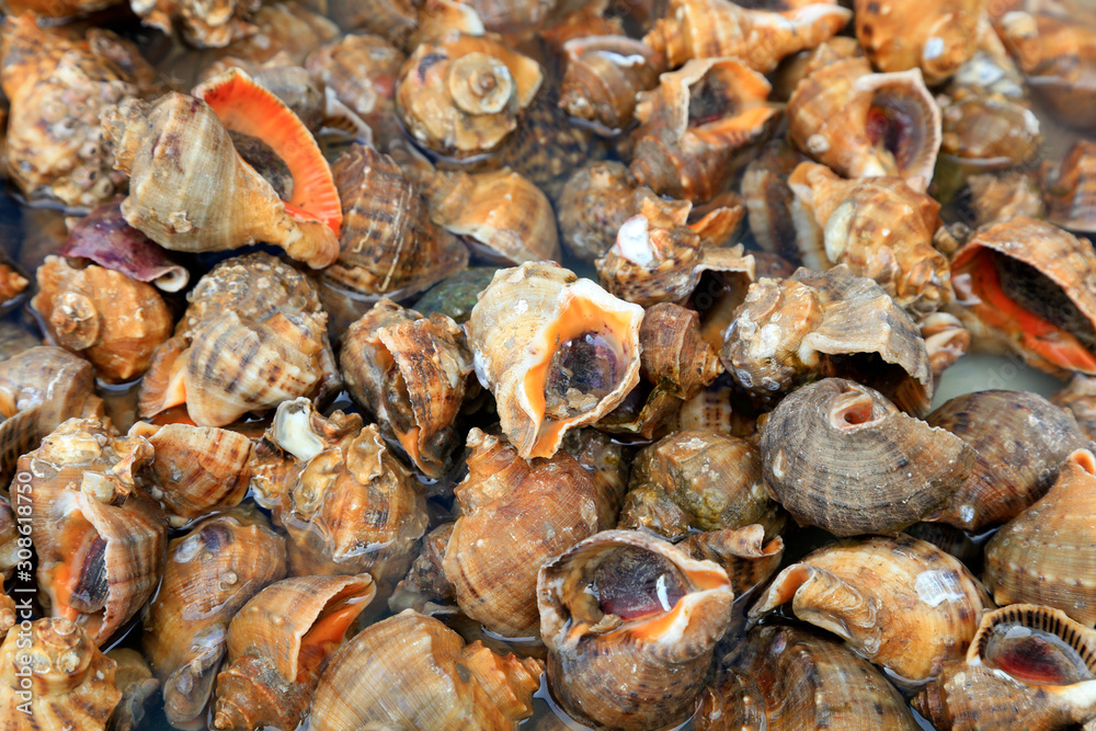 Conch piled up