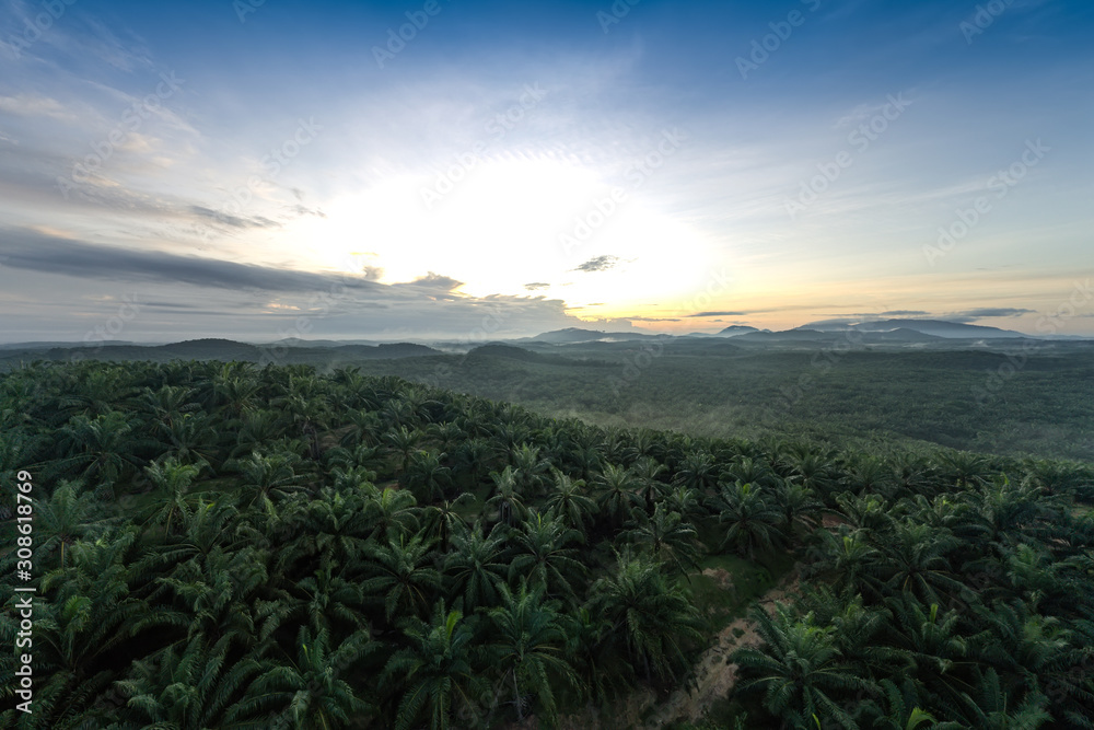 palm oil tree farm aerial shot dramatic morning view