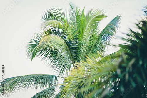 Tropical palm coconuts leaves on white sky background