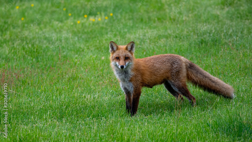 Red Fox Standing in a Field