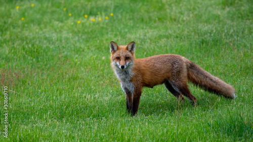 Red Fox Standing in a Field © Daniel G. Haas