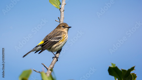 Photo Yellow-rumped Warbler on a Branch