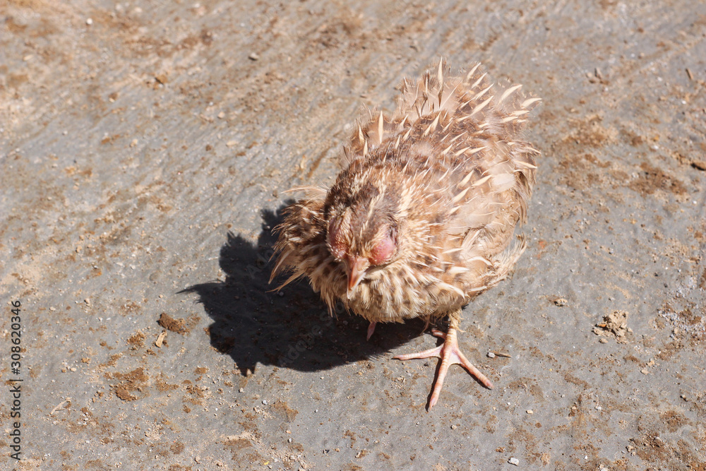 Poultry suffer from coryza (snot) disease with characteristic swelling