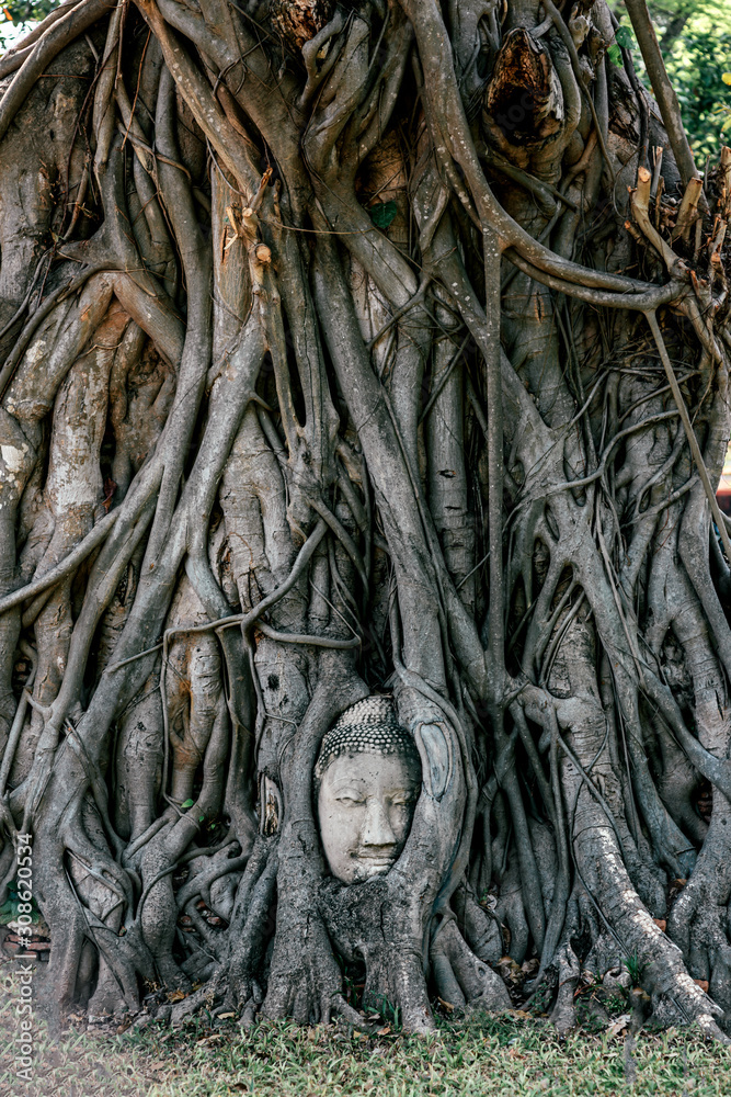 Vertical shot of Buddha statue entwined by roots of spiritual tree. Asia, tourism, adventures concept. Vertical shot of Buddha statue entwined by roots of spiritual tree. Asia, tourism, adventures concept.