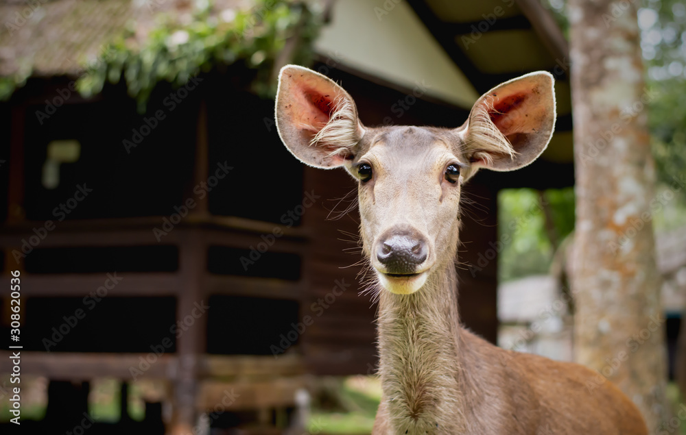 Fototapeta premium Deer, wildlife in the park.