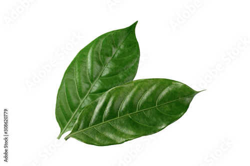 Green  coffee leaf isolated on white background.