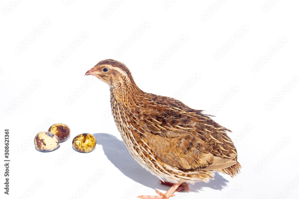 Quail hens and eggs isolated on white.Domesticated quails are important agriculture Quail hens and eggs isolated on white.Domesticated quails are important agriculture