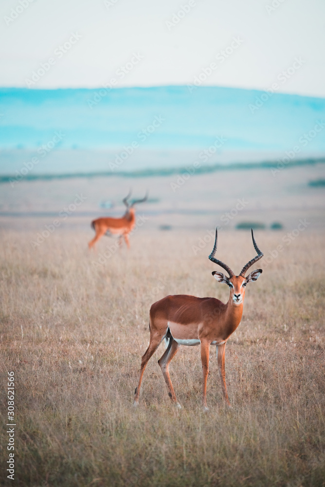 Naklejka premium Impala in kenya staring at camera