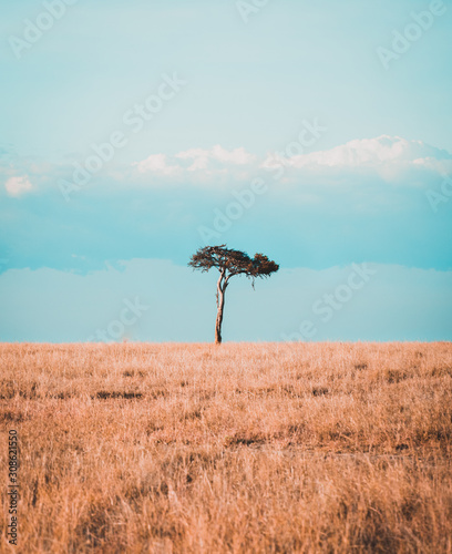 lonely tree in kenyan plains