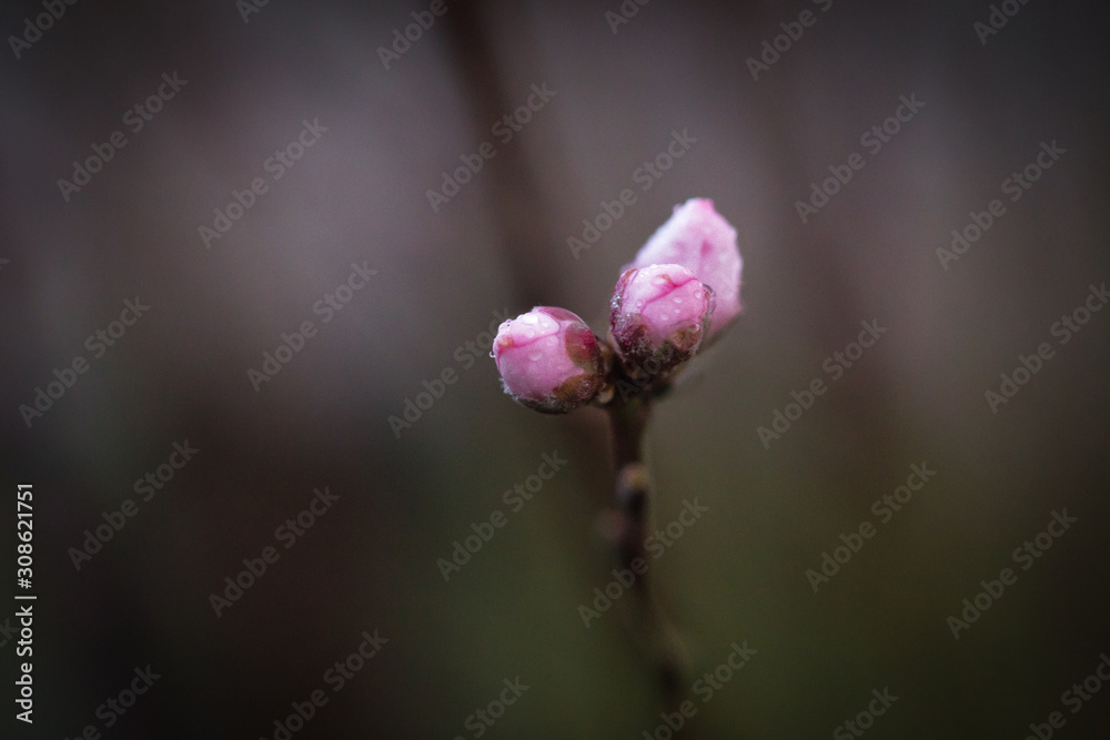 Delicate pink blossom flower in bud close up. Spring approaching in Australia Delicate pink blossom flower in bud close up. Spring approaching in Australia