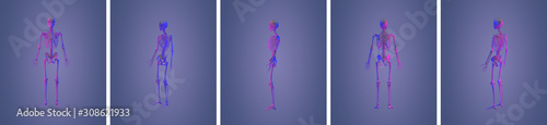 3d rendering illustration of skeleton bone anatomy