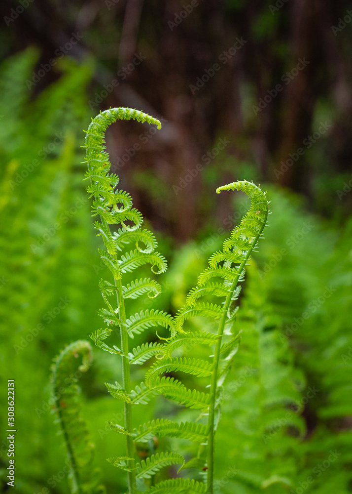 Fototapeta premium fern on green background